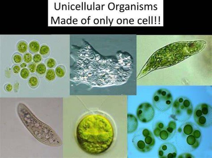 Are organisms with only one cell?