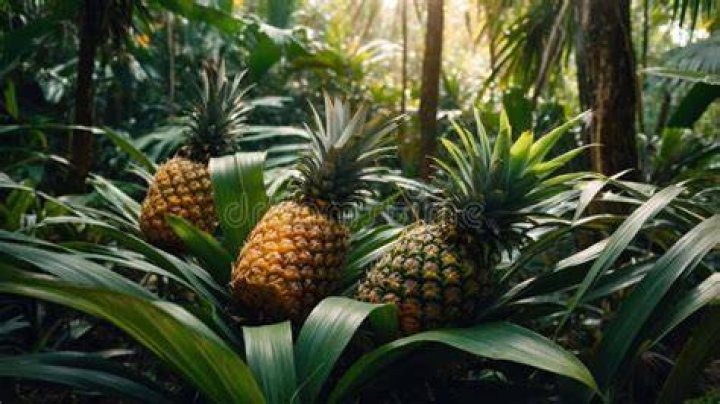 Are pineapples found in the rainforest?