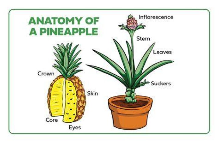 Does a pineapple have a stem?