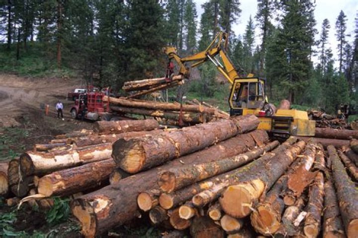 Does the lumber industry plant trees?