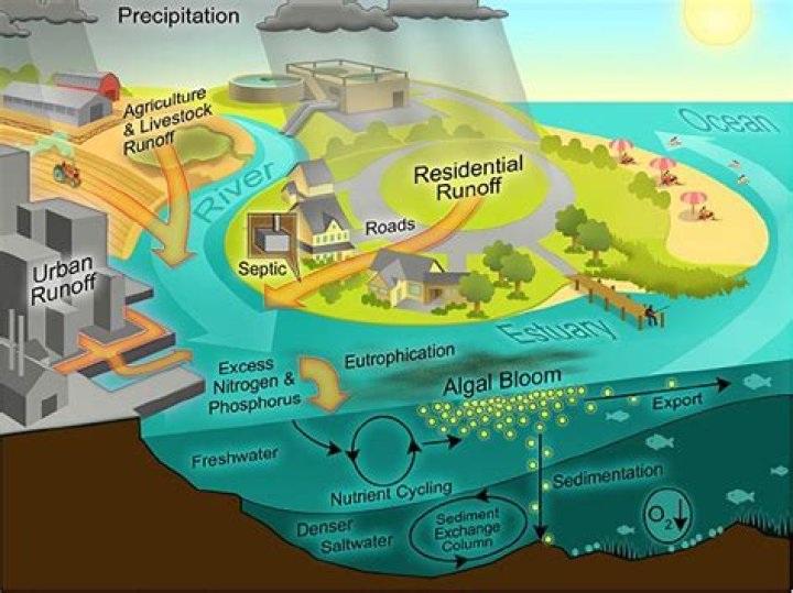 How can we prevent eutrophication in the ocean?