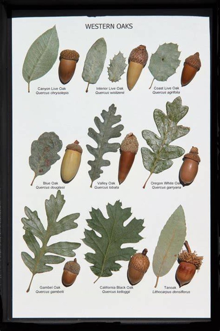 How do I identify an acorn tree?