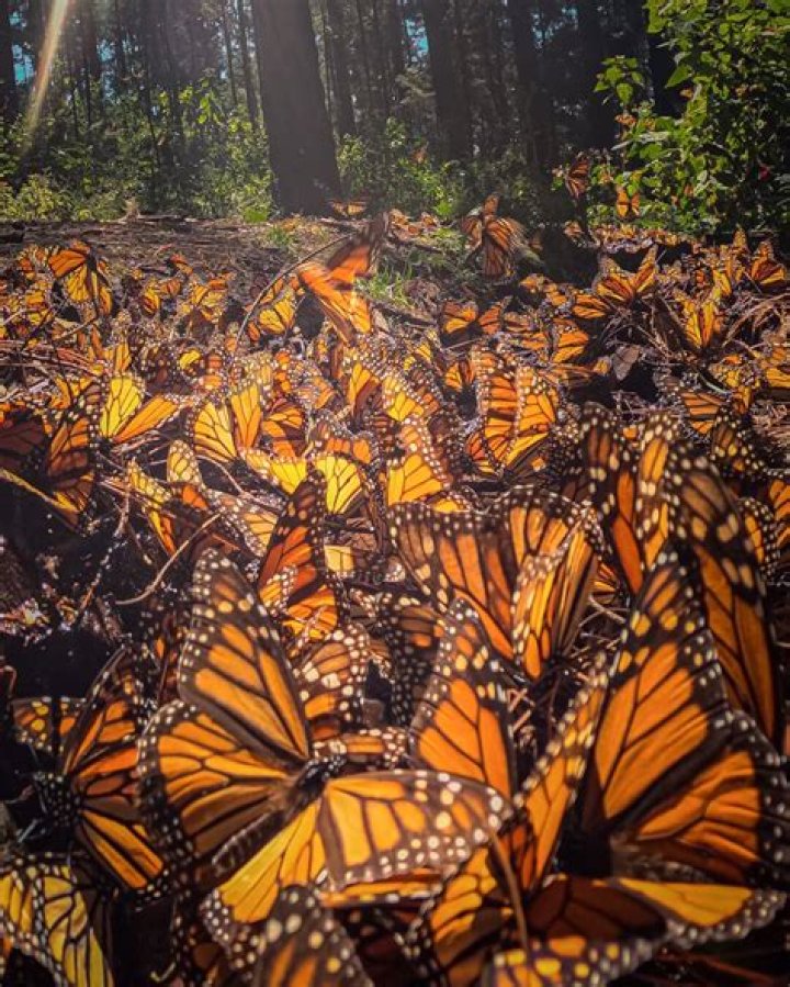 How do monarch butterflies navigate?