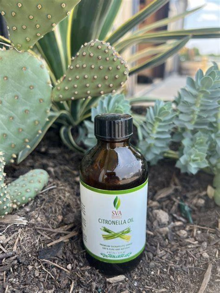 How is citronella oil made?