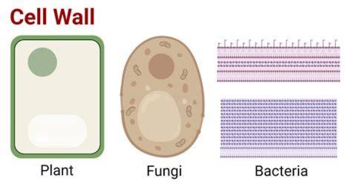 How is fungal cell wall different from cell wall of plants?