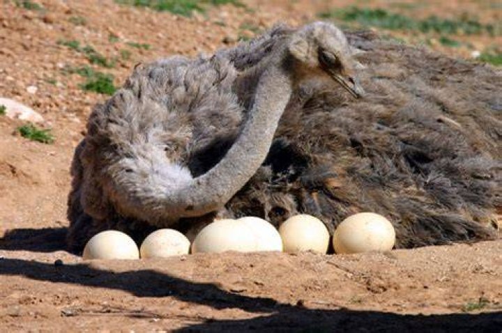 How long does it take to incubate ostrich eggs?