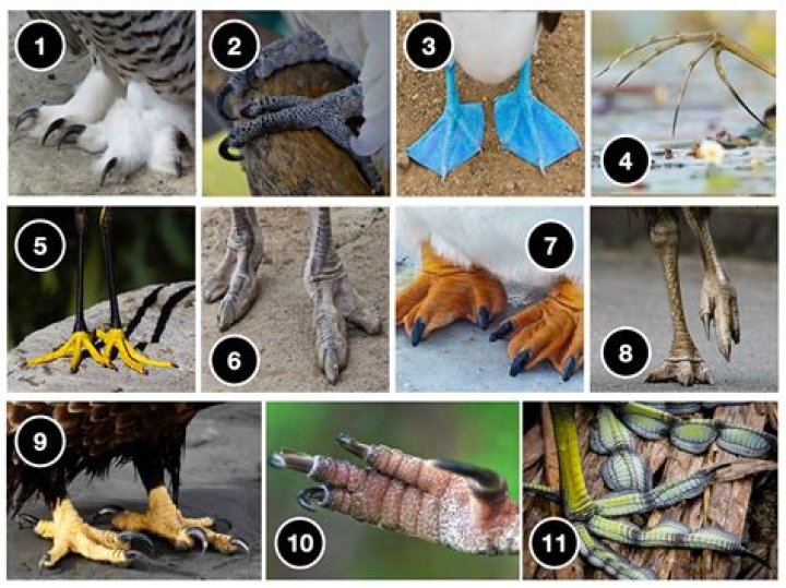 How many toes does a Blue bird have?