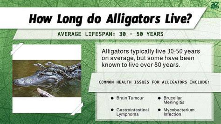 How much do alligators weigh?