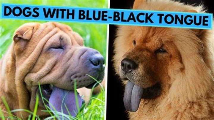 Is a kind of dog with a blue tongue also another word for food?