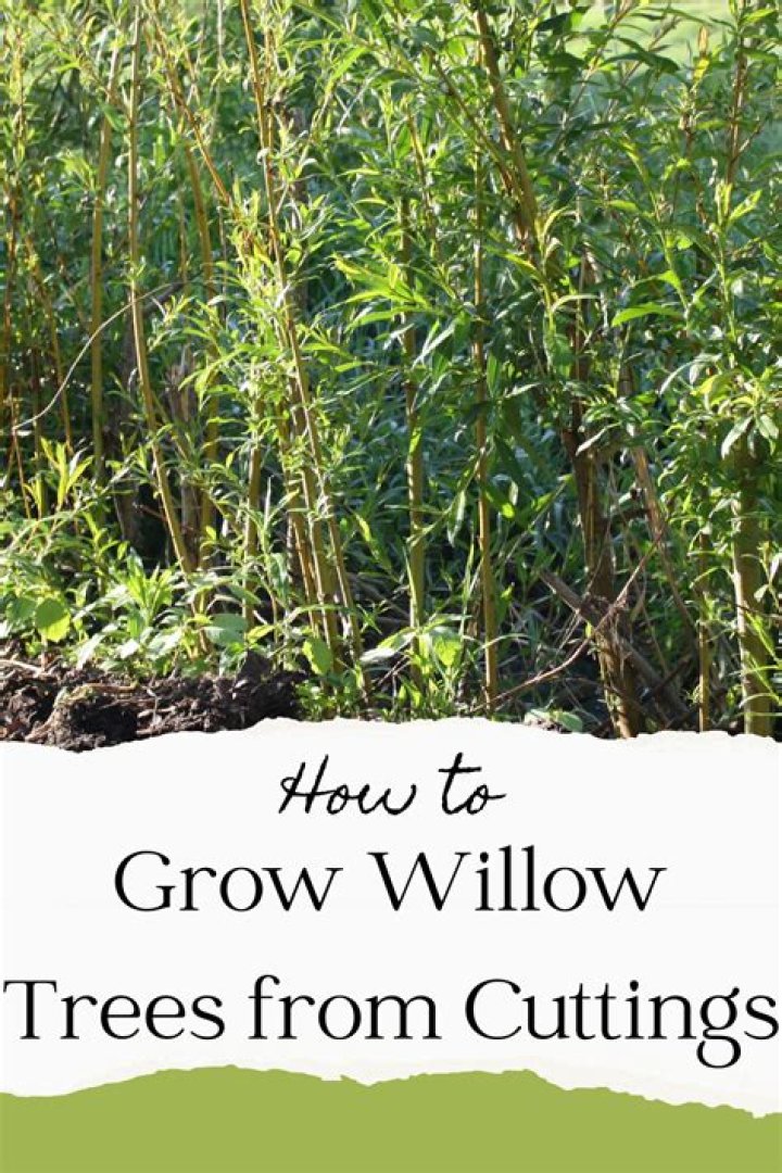 Is growing willow profitable?