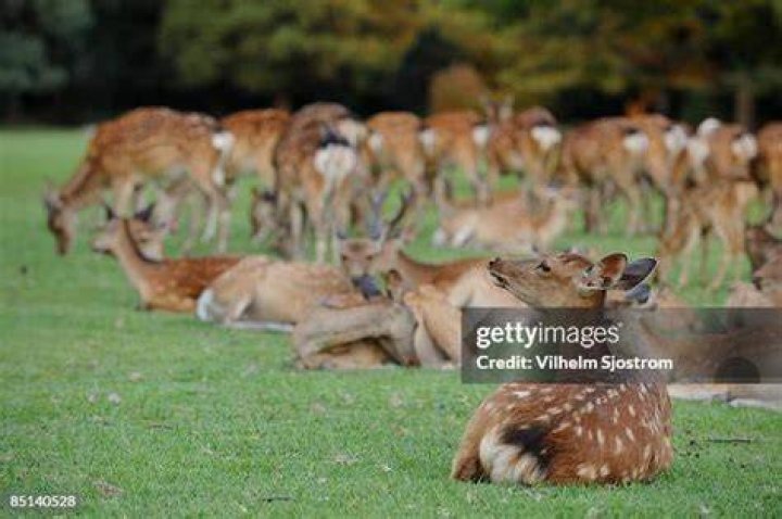Is it a flock of deer?