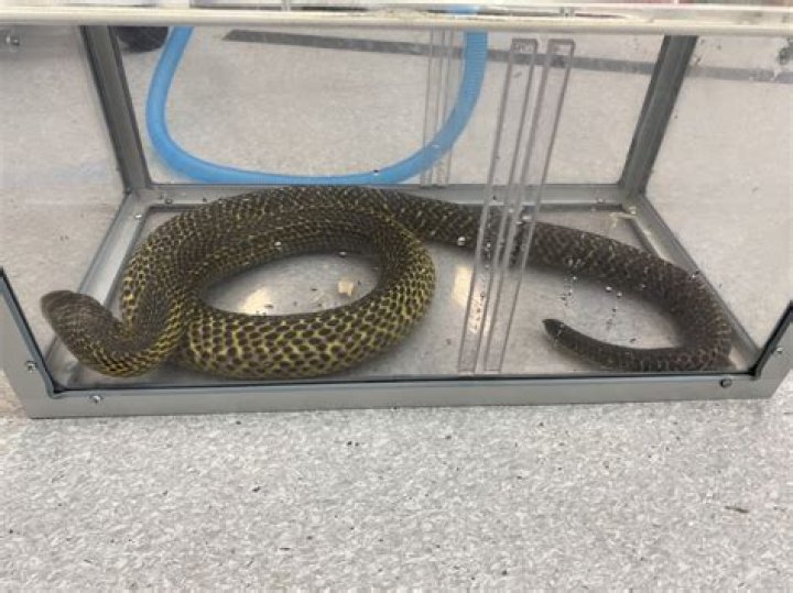 Is it illegal to sell snakes in California?