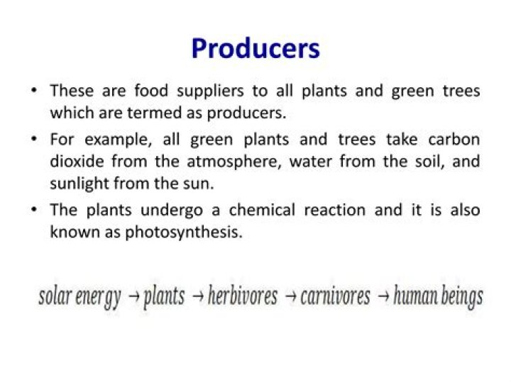 What are known as producers?