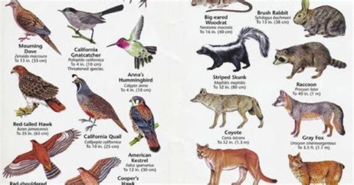 What are some animal adaptations in the chaparral?