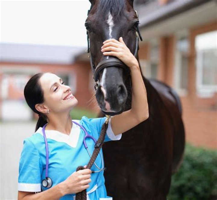 What are the benefits of equine veterinarian?