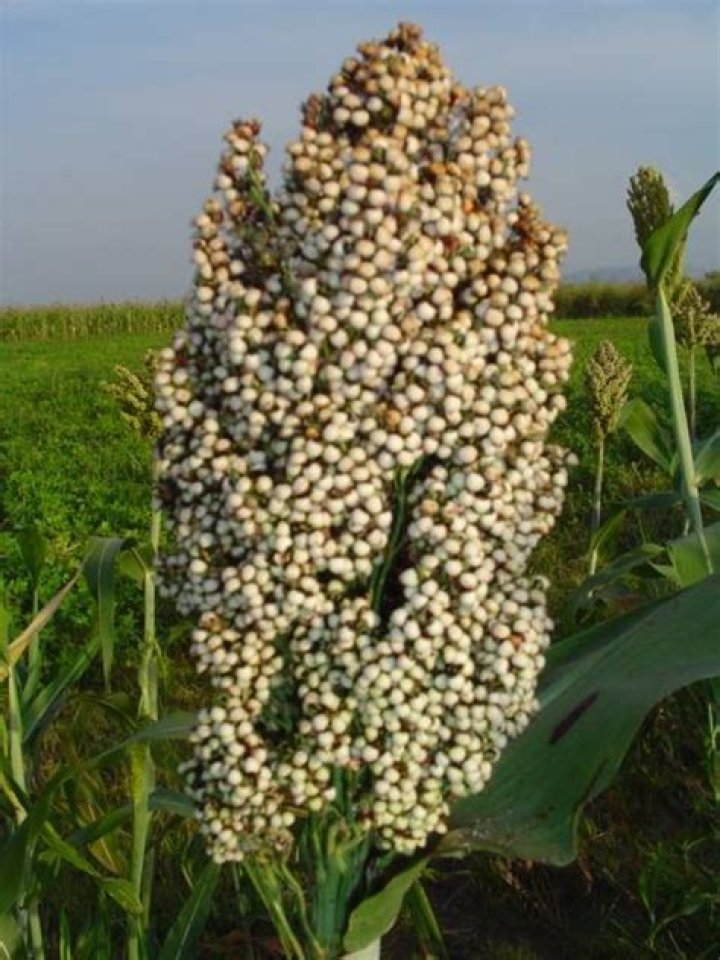 What are the main products of Sudan?