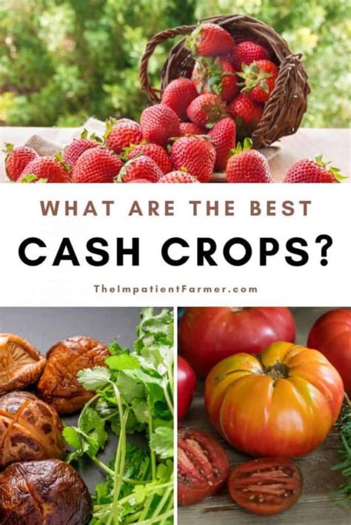 What are the most profitable cash crops?