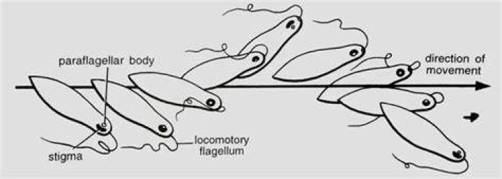 What are the two ways euglena move?