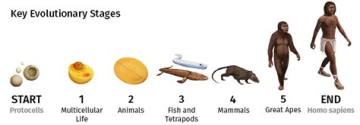 What did humans develop from?