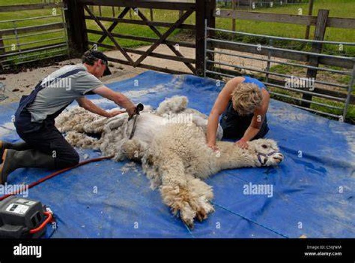 What do you do with alpaca fleece after shearing?