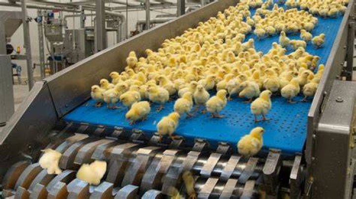 What happens to male chicks in egg industry?