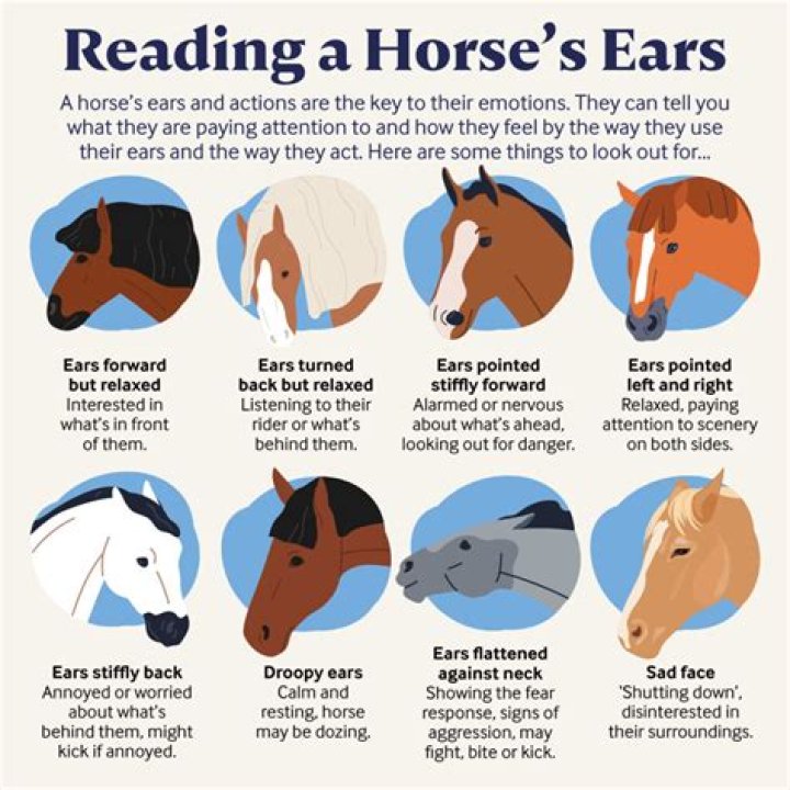 What is a equine mean?