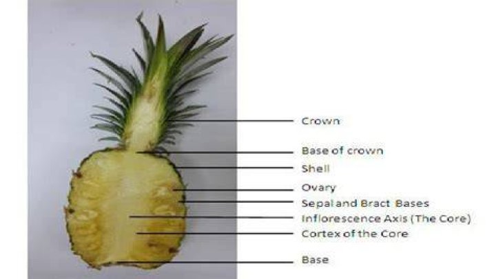 What is the specialized structure of pineapple?