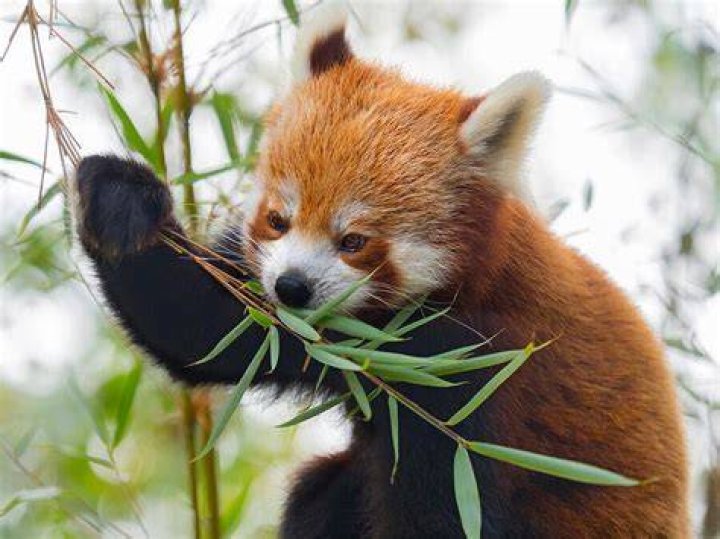 What kind of animals eat bamboo?