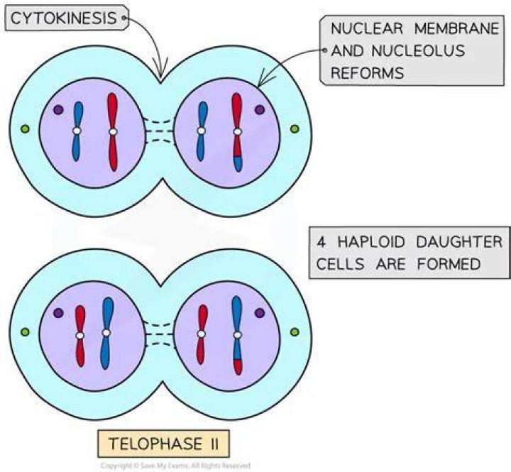 What occurs in telophase II?