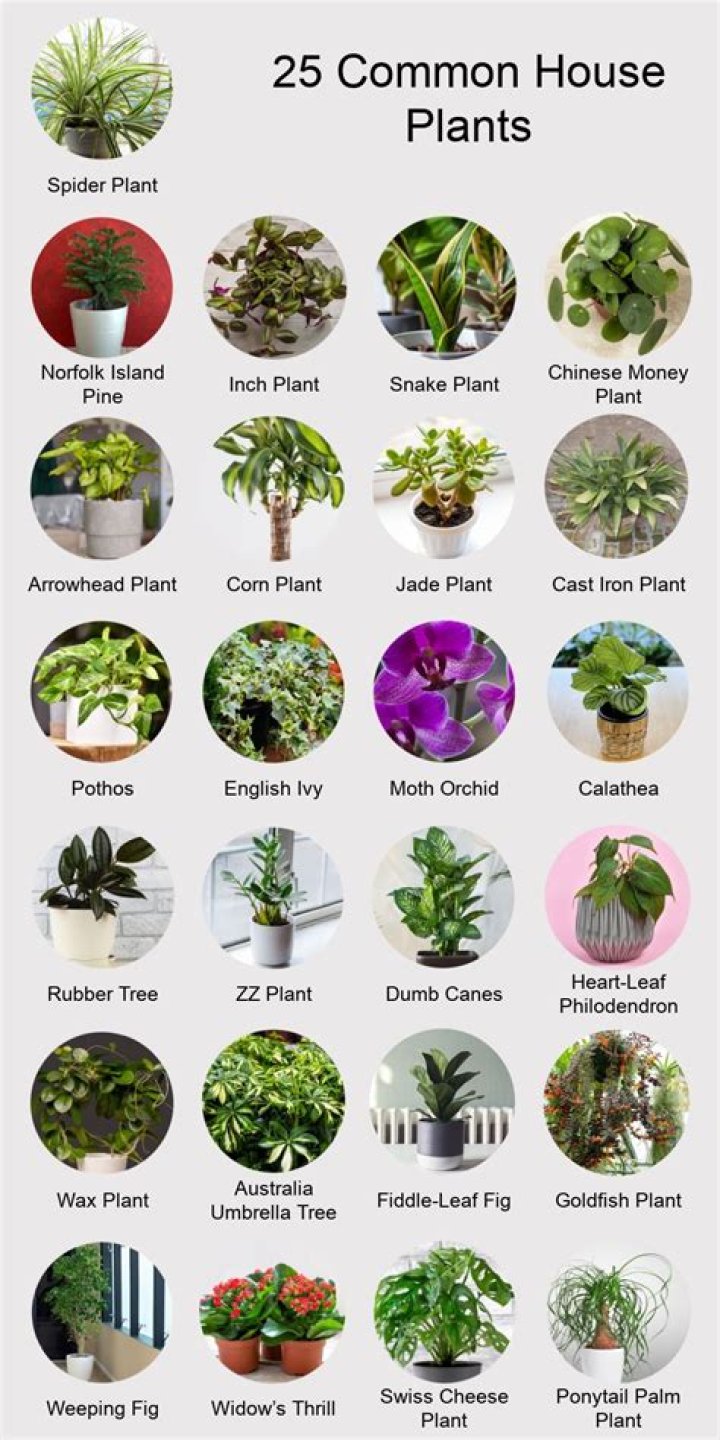 What plants can you put inside your house?