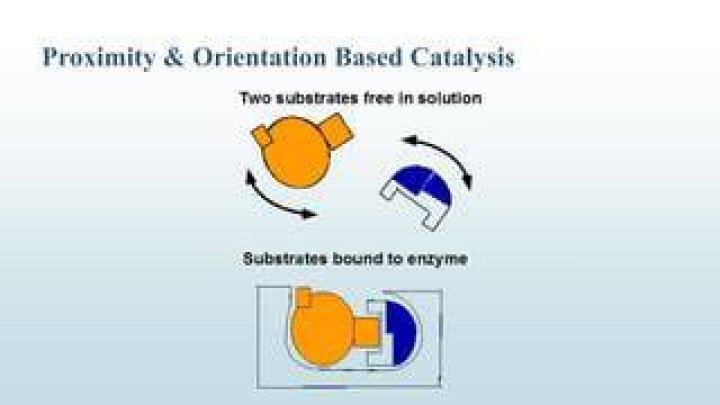 What roles do proximity and orientation play in enzymatic catalysis?