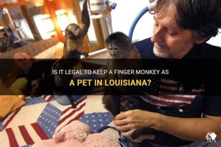 What states is it legal to have a finger monkey?