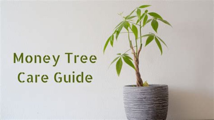 Where do you get a money tree from?