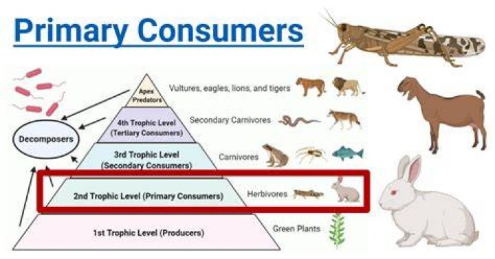 Which of the following do producers provide to consumers?
