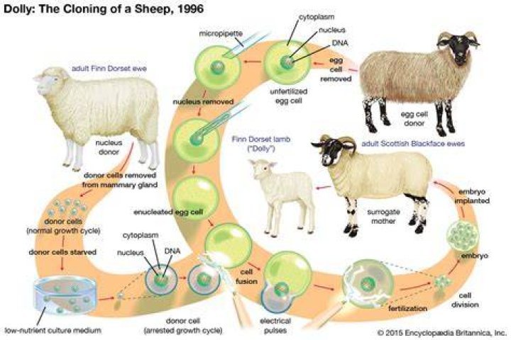 Which sheep was Dolly genetically identical to?