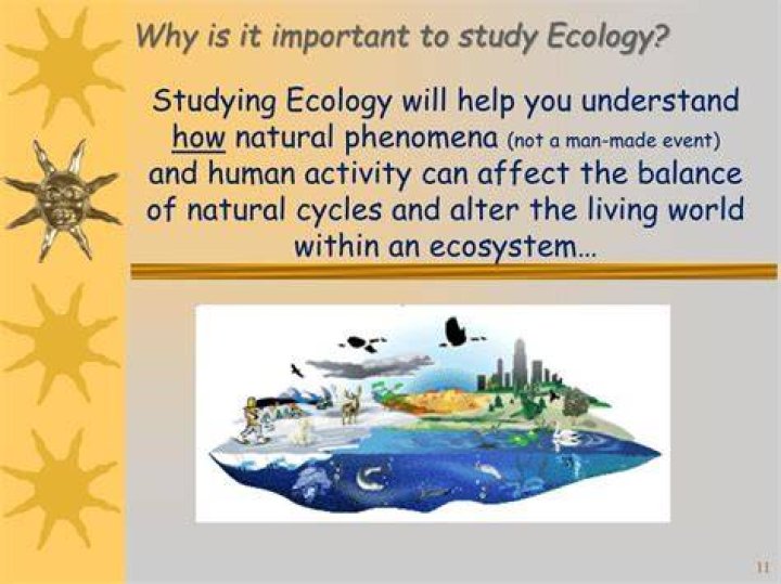 Why are models important to the study of ecology?