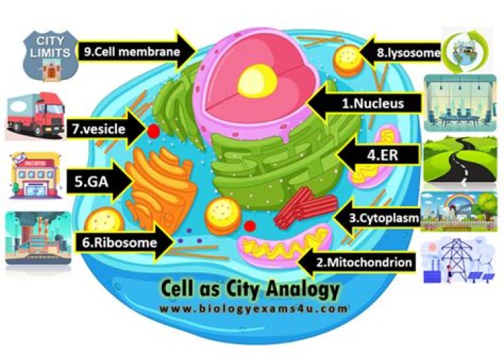 Why is a cell membrane like a city?
