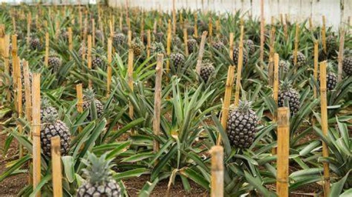 Will pineapples grow in Zone 9?